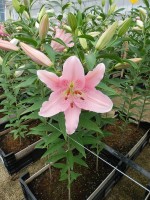 [5625 VH55 No01.JPG]